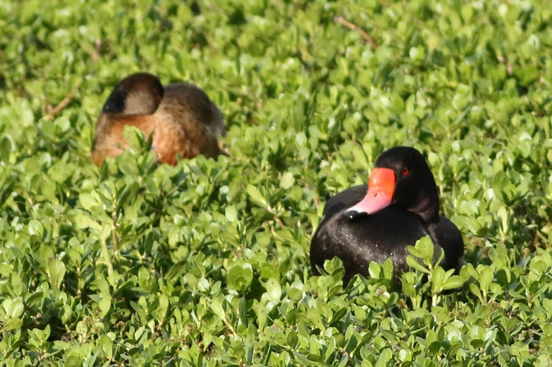 Rosy-billed Pochard - ML117104241