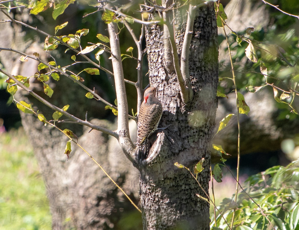 Northern Flicker - ML117106361