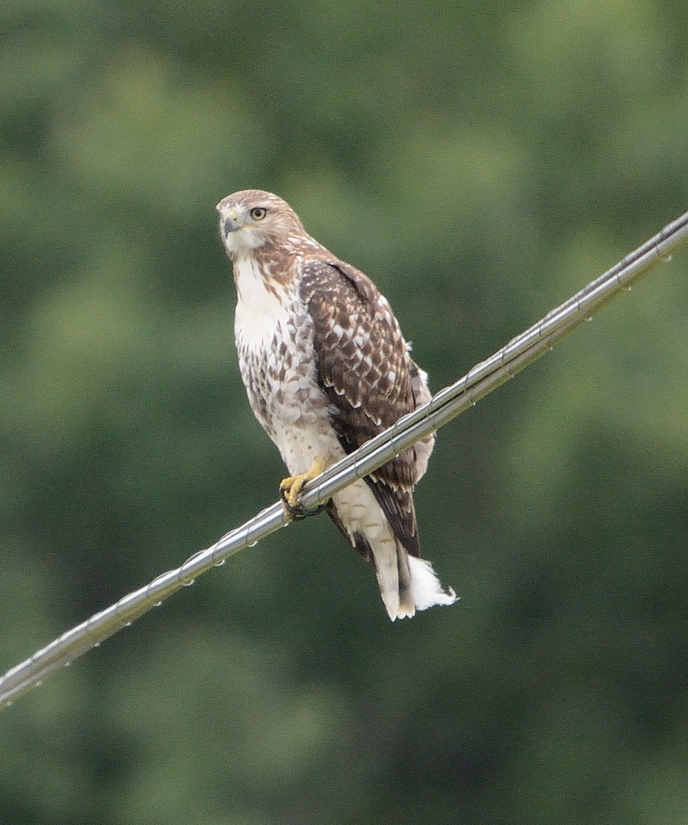 Red-tailed Hawk - John Gordinier