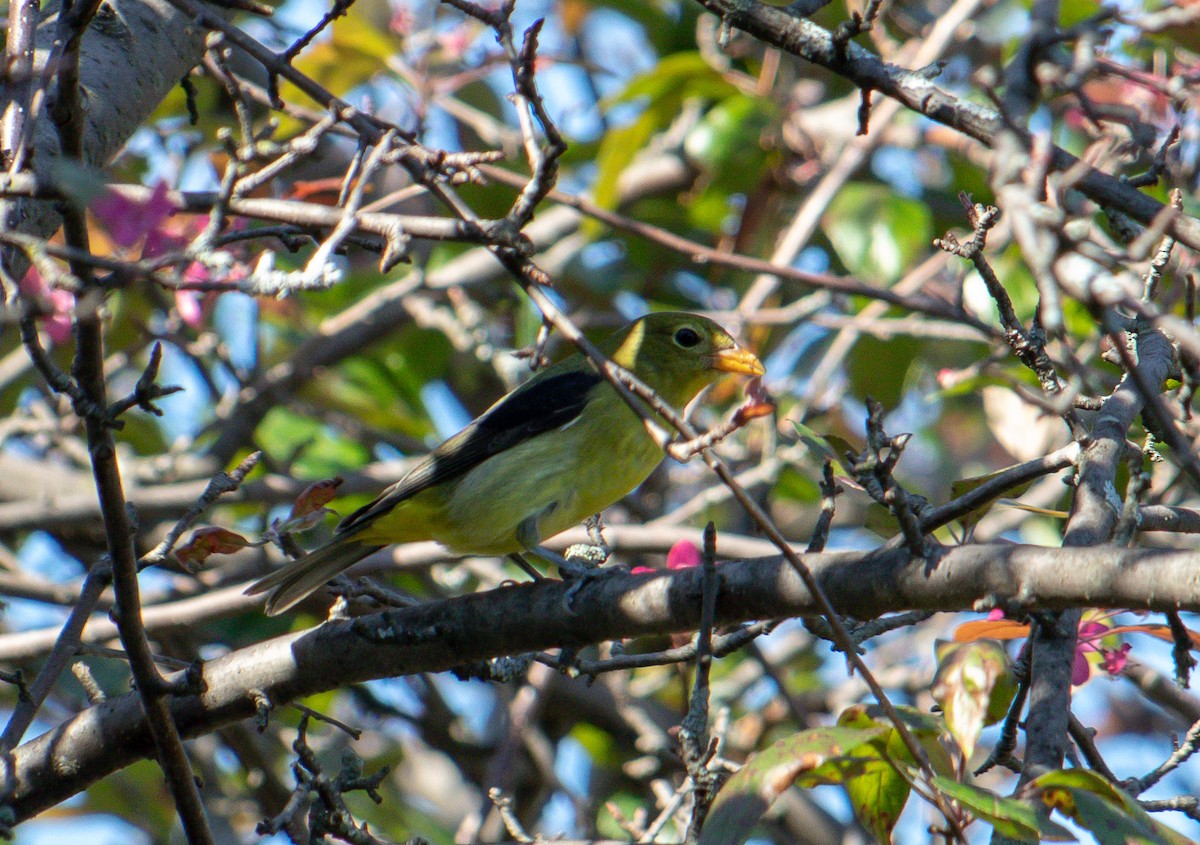 Scarlet Tanager - ML117107641