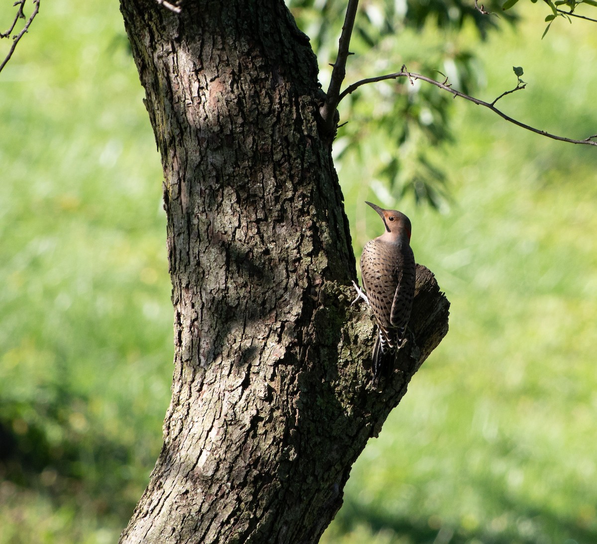 Northern Flicker - ML117107671