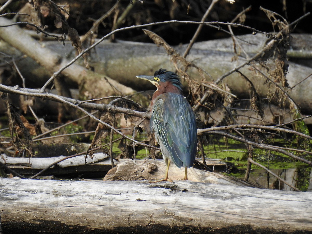 Garcilla Verde - ML117107851