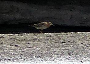 Sharp-tailed Sandpiper - ML117108181