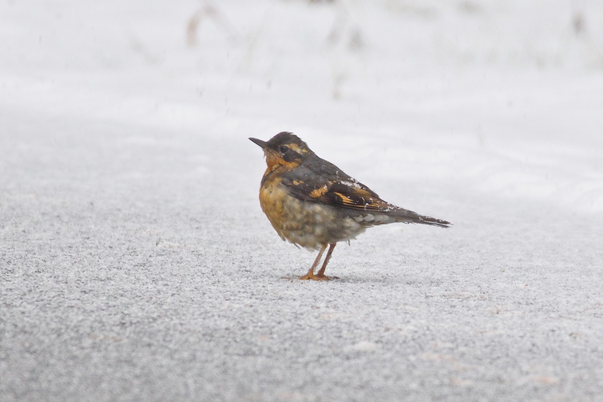 Varied Thrush - ML117110101