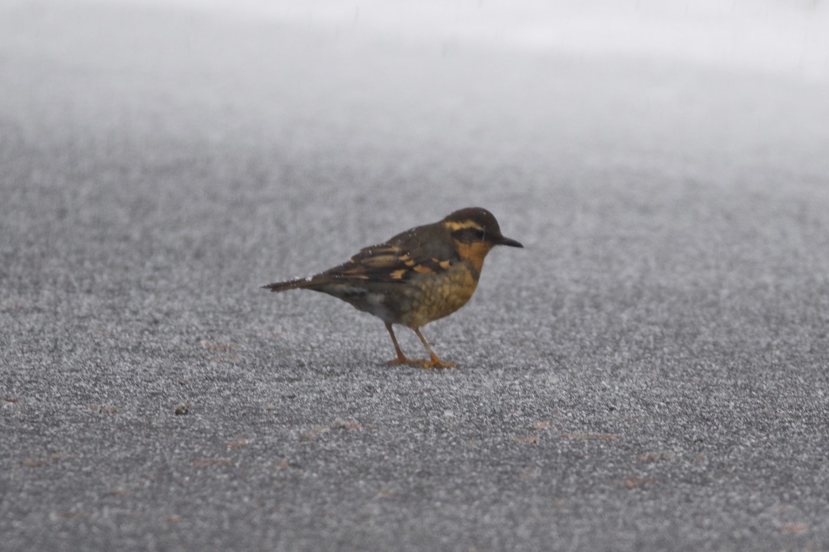 Varied Thrush - ML117110121