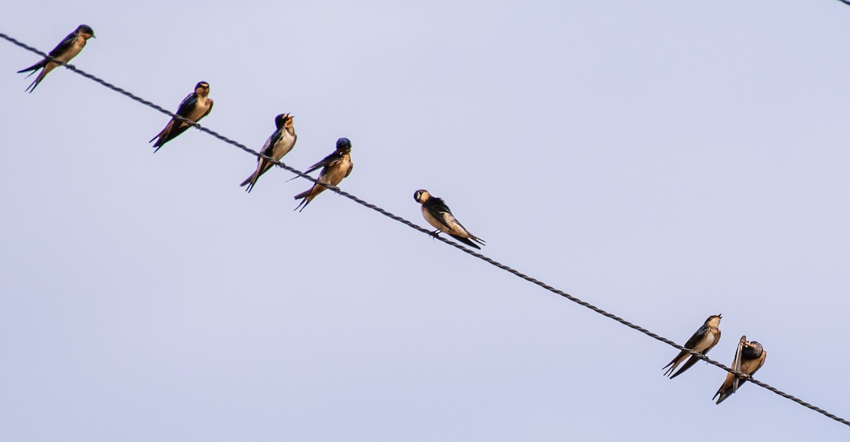 Barn Swallow - ML117110501