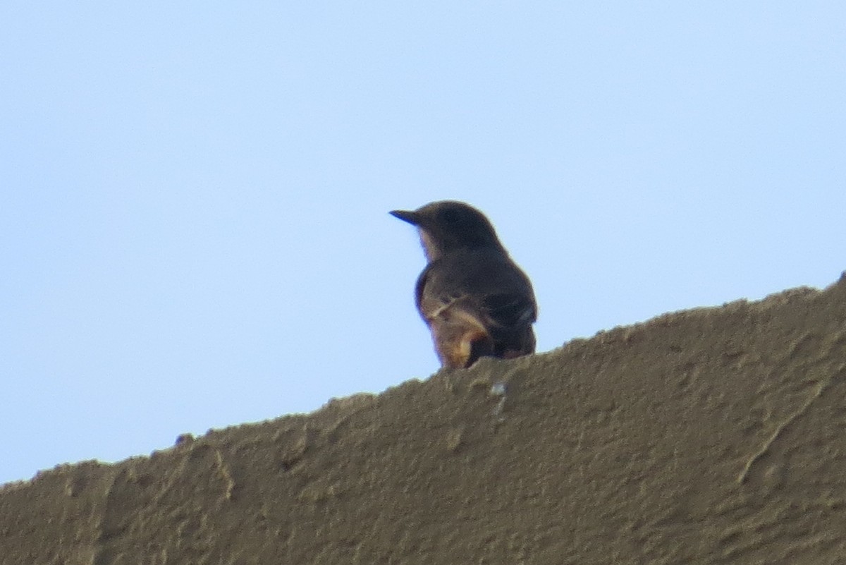 Pied Bushchat - Anonymous