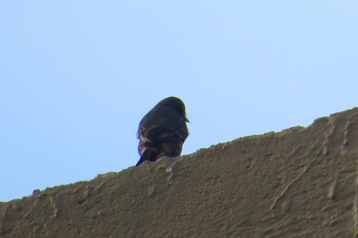 Pied Bushchat - ML117113121