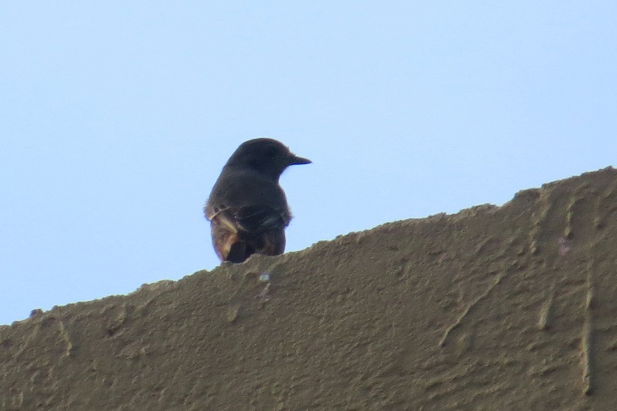 Pied Bushchat - ML117113131