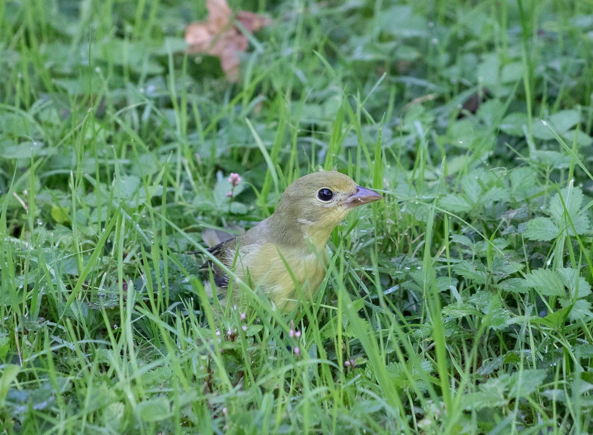 Scarlet Tanager - ML117113261