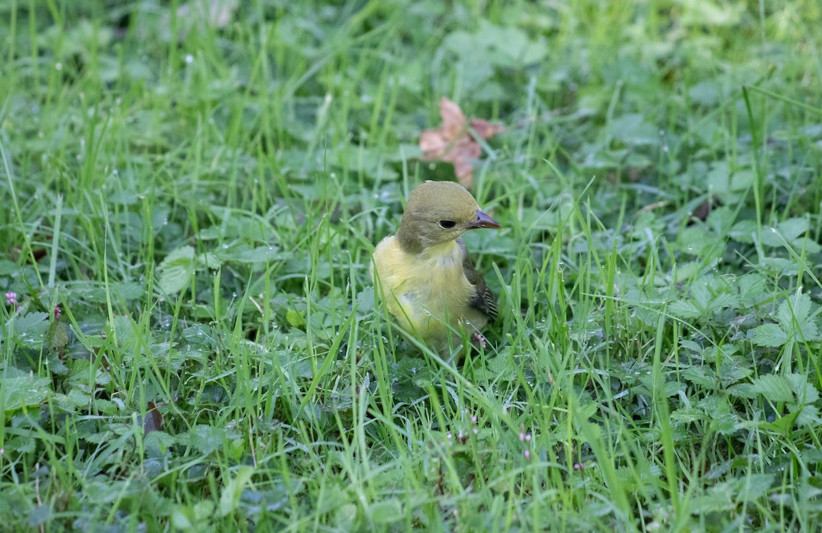 Scarlet Tanager - ML117113381