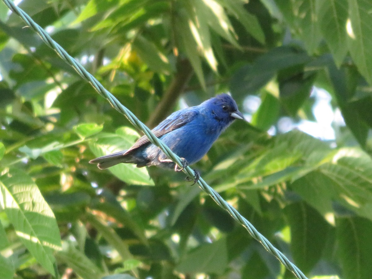 Passerin indigo - ML117113711