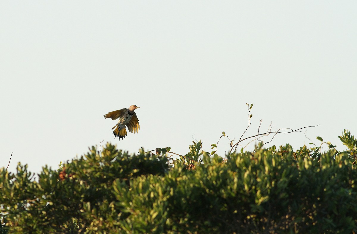 Northern Flicker (Yellow-shafted) - ML117114301