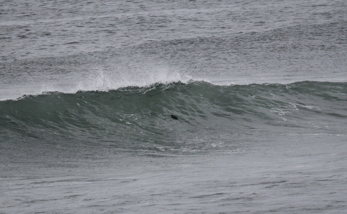 Cassin's Auklet - ML117114651