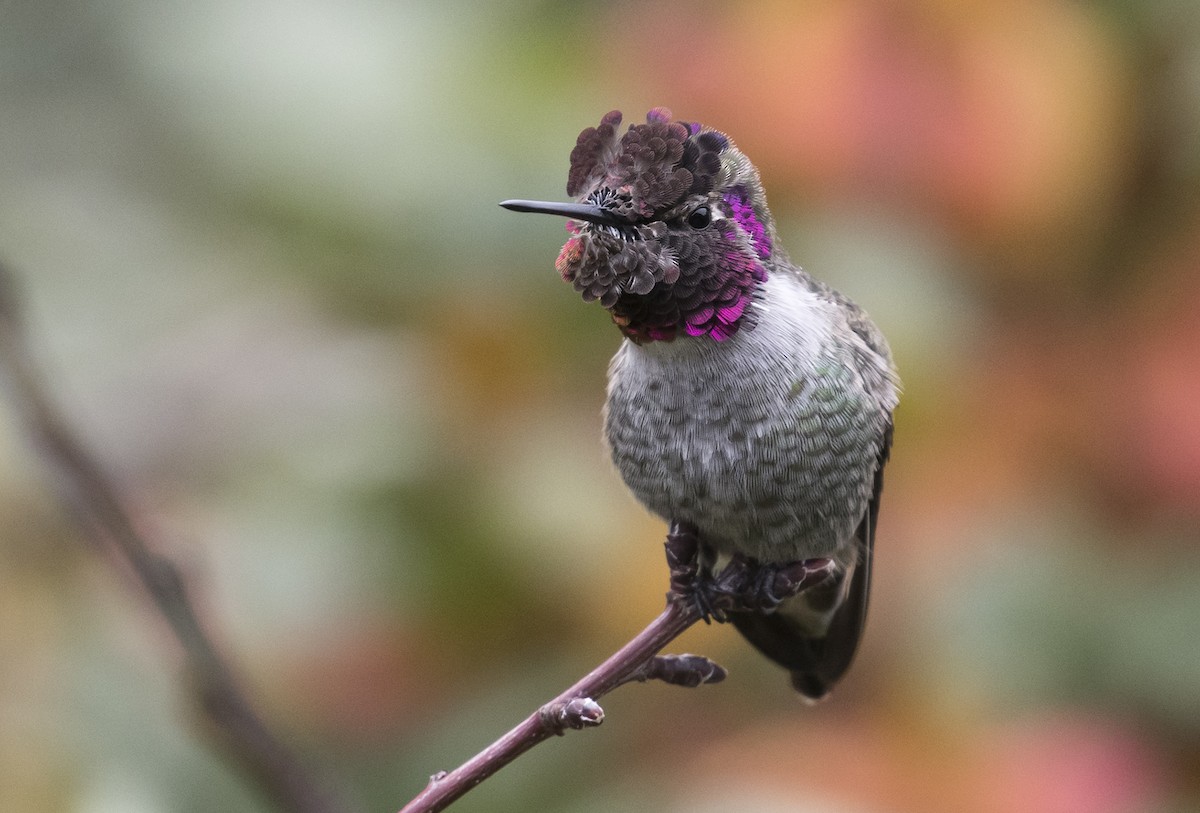 Anna's Hummingbird - ML117114791