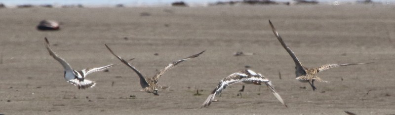 Ruddy Turnstone - ML117115171