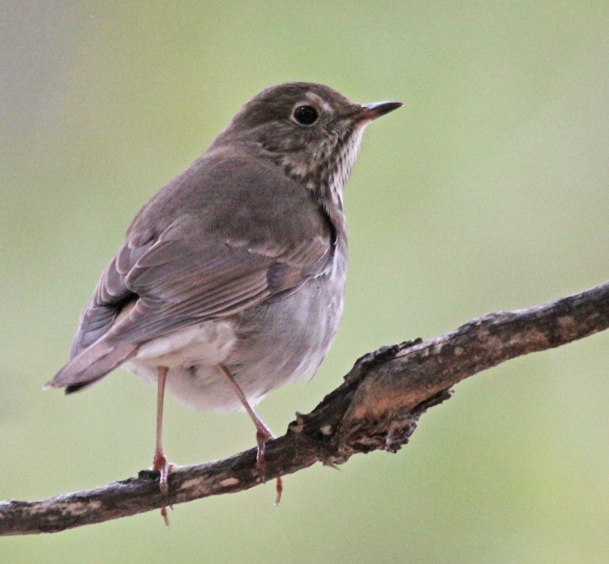 Hermit Thrush - ML117115911