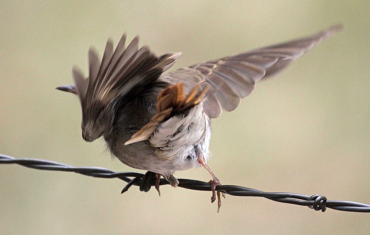 Hermit Thrush - ML117115931