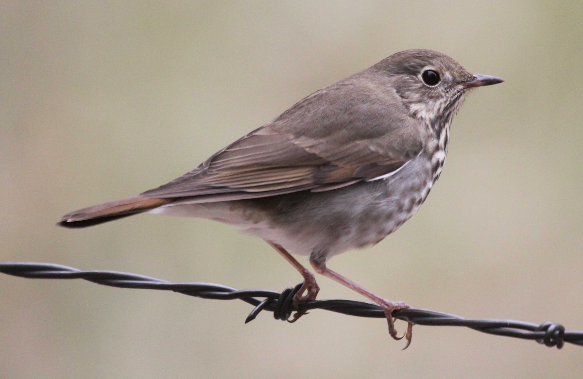 Hermit Thrush - ML117115941