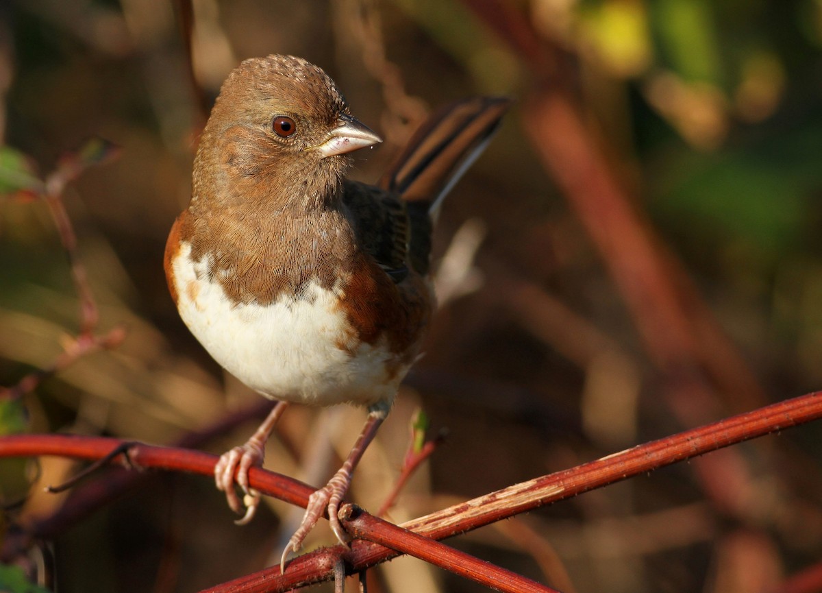 Eastern Towhee - ML117116911