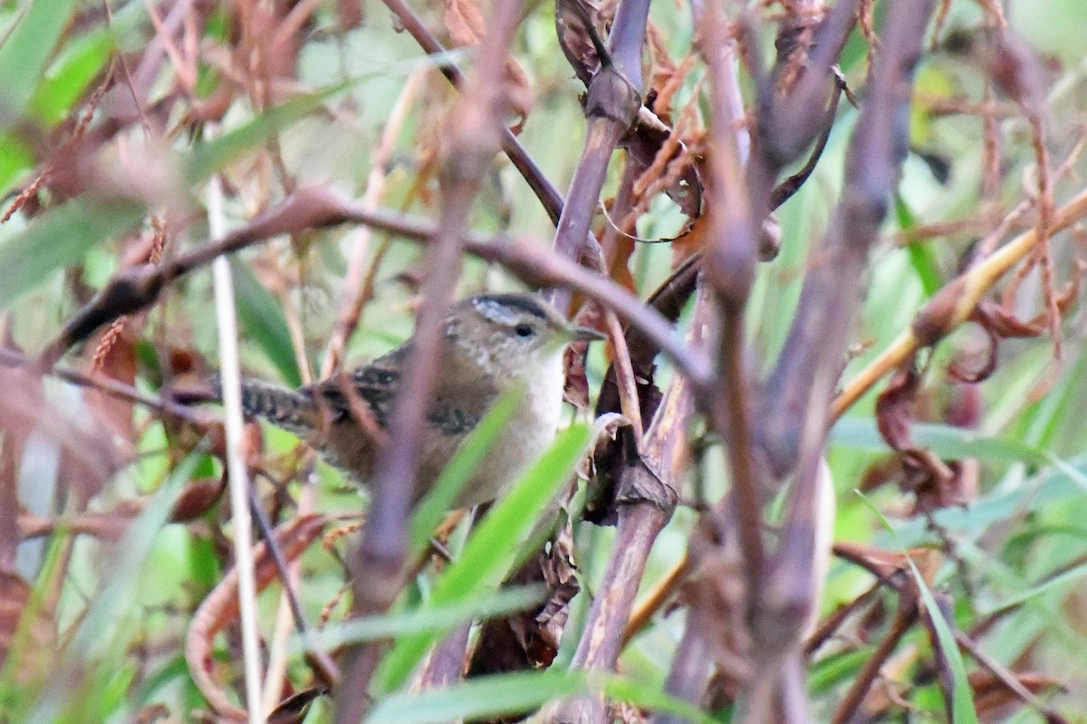 Marsh Wren - Linn H