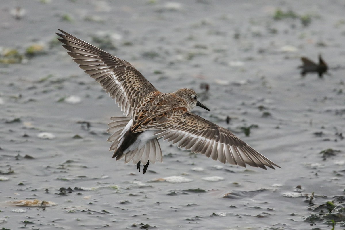 Bergstrandläufer - ML117120141