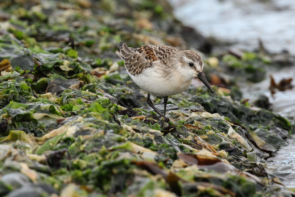 Western Sandpiper - Blair Dudeck