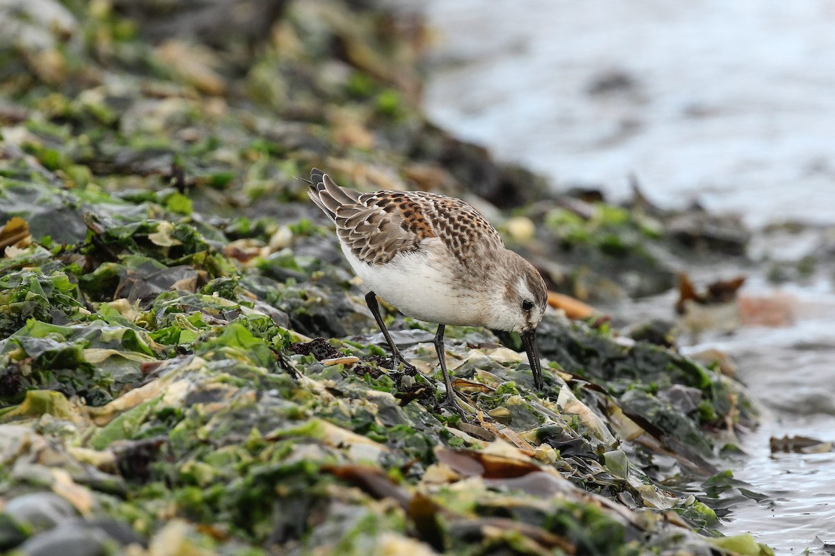 Western Sandpiper - Blair Dudeck