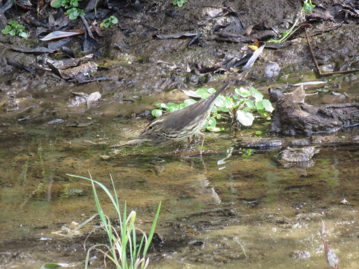 Northern Waterthrush - ML117120591