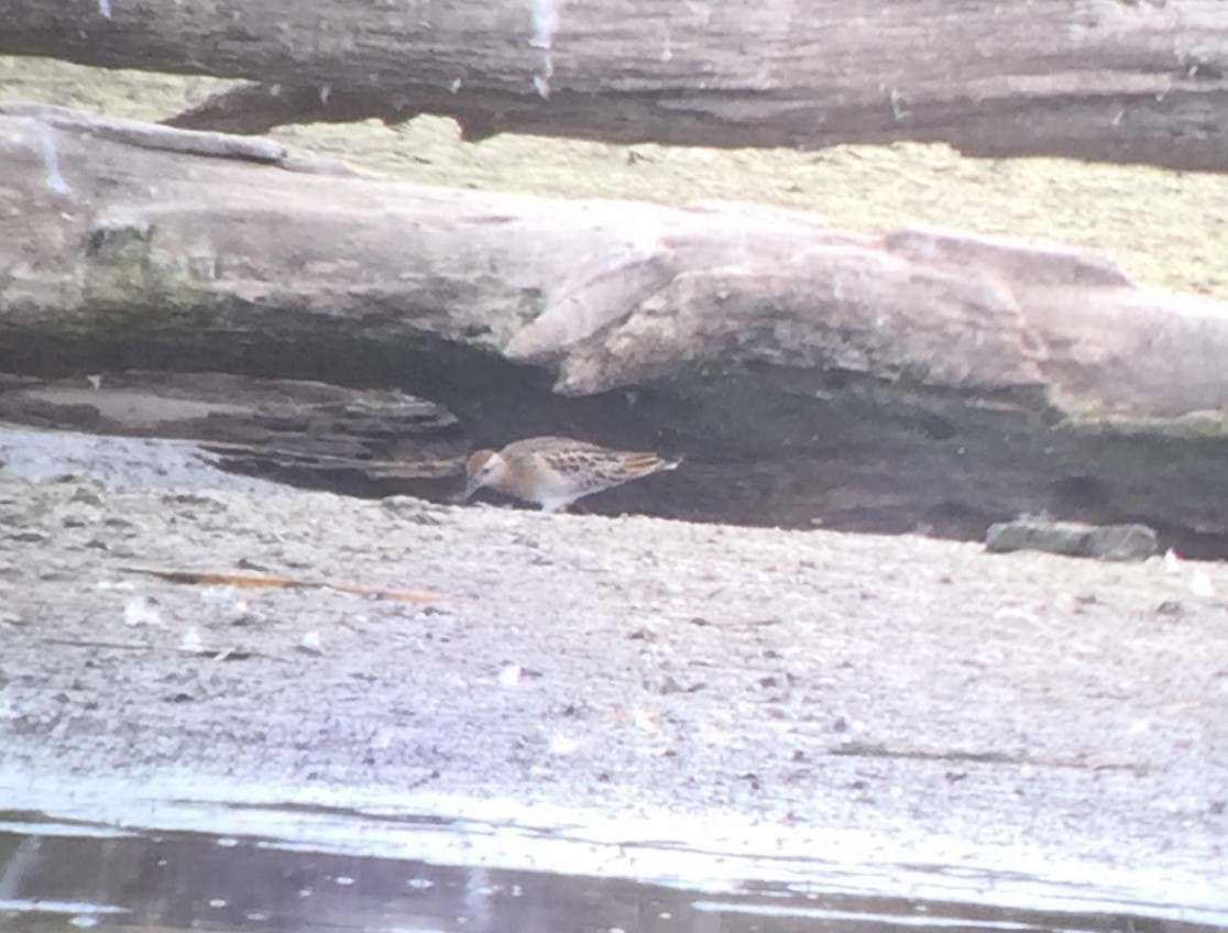 Sharp-tailed Sandpiper - ML117122421