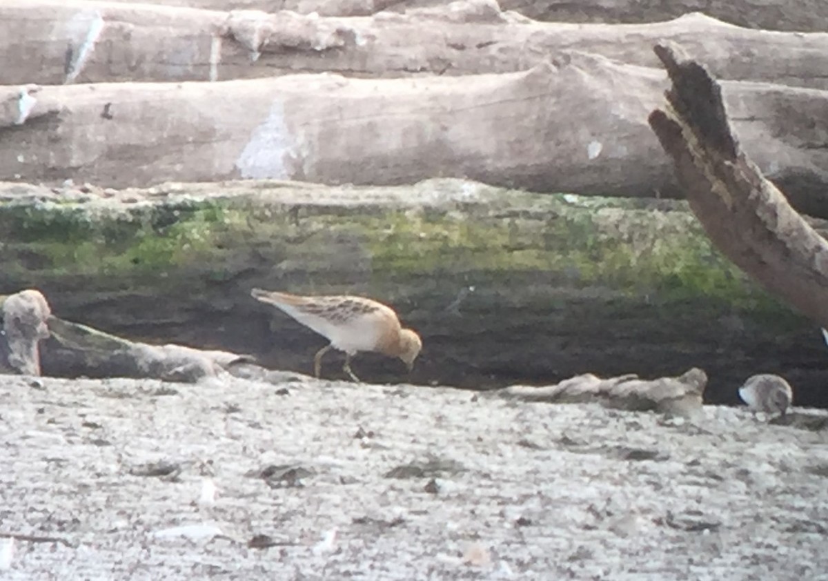 Sharp-tailed Sandpiper - ML117122431