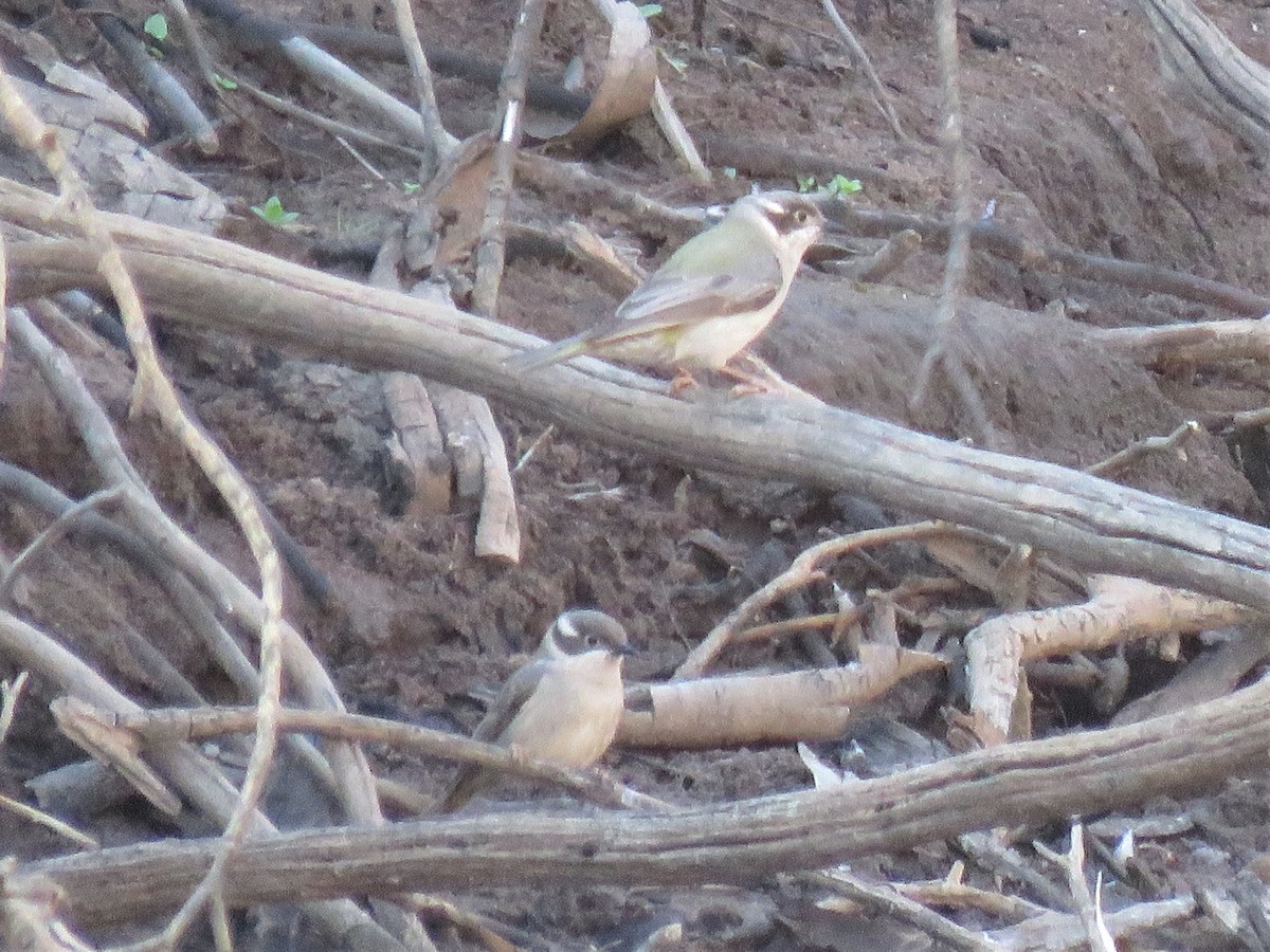 Brown-headed Honeyeater - ML117122911
