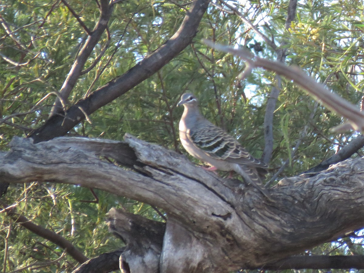 Common Bronzewing - ML117123041