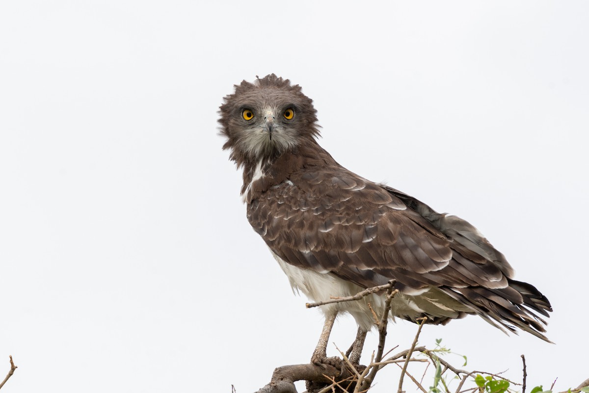 Black-chested Snake-Eagle - Ana Paula Oxom