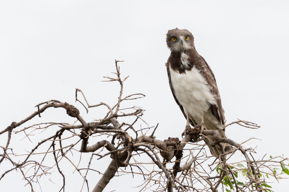 Black-chested Snake-Eagle - ML117123281