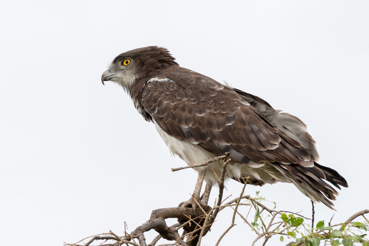 Black-chested Snake-Eagle - ML117123291