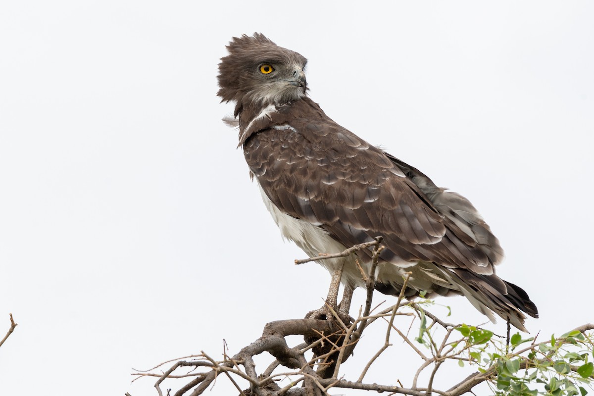 Black-chested Snake-Eagle - ML117123311