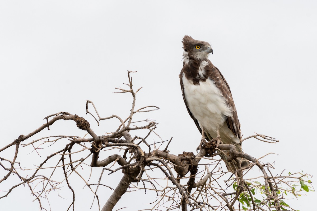 Black-chested Snake-Eagle - ML117123391