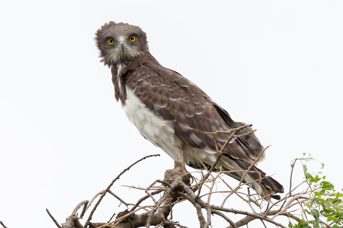 Black-chested Snake-Eagle - ML117123411