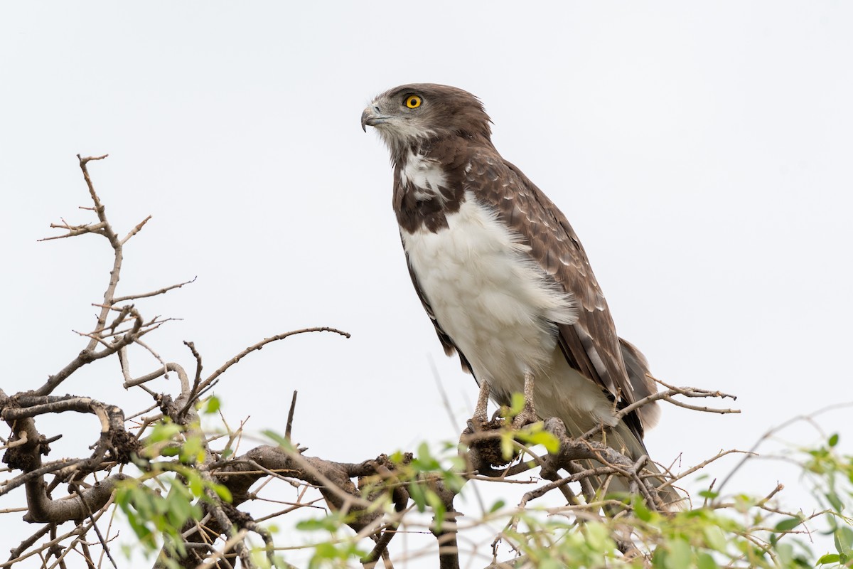 Black-chested Snake-Eagle - ML117123421