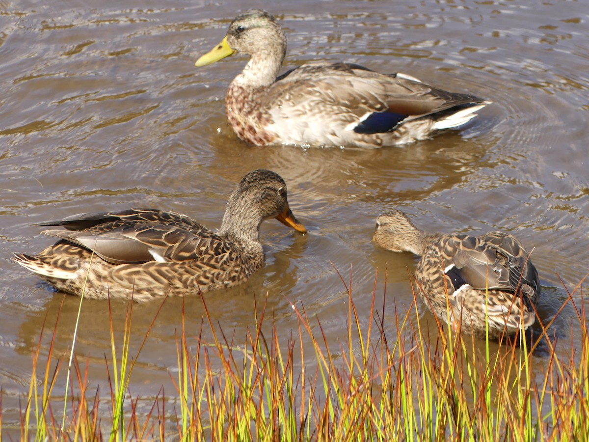 Canard colvert - ML117123431