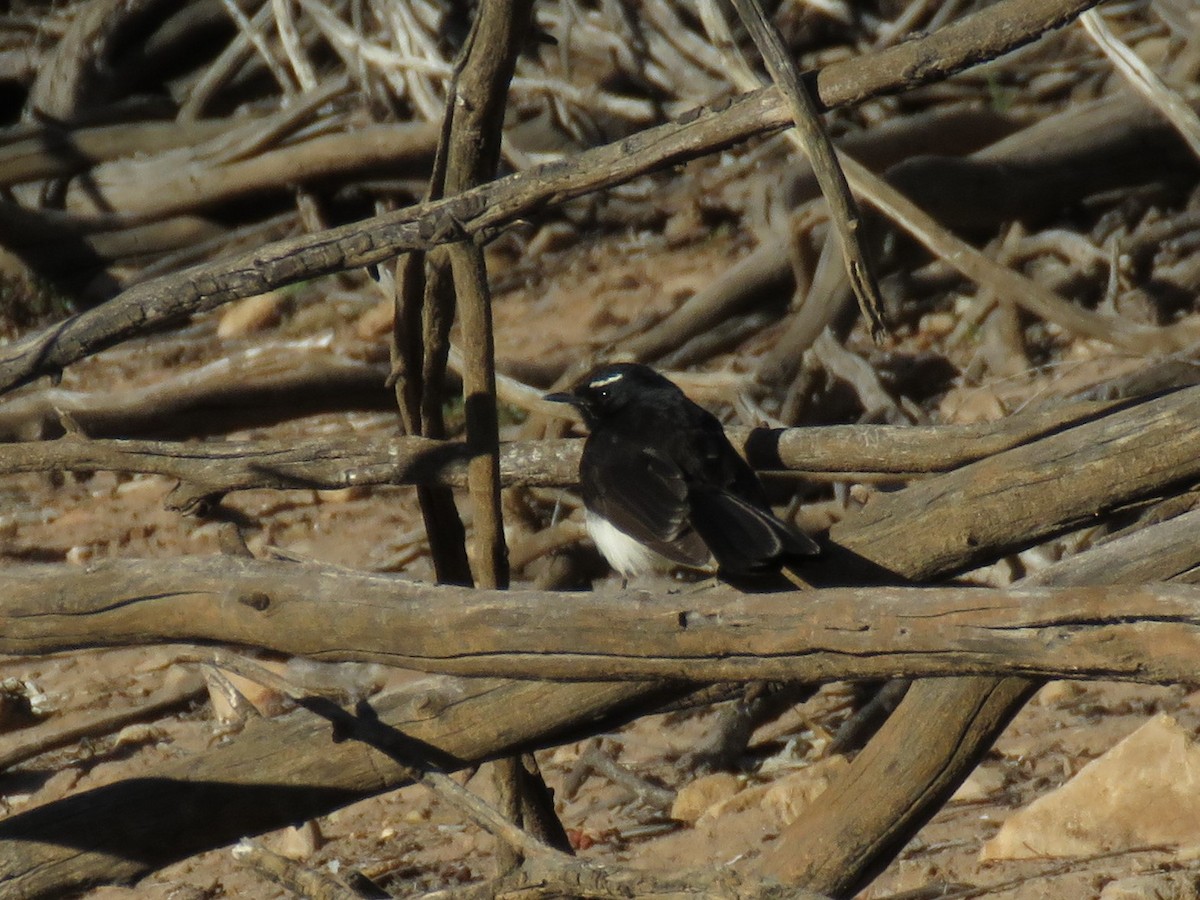 Willie-wagtail - ML117123471