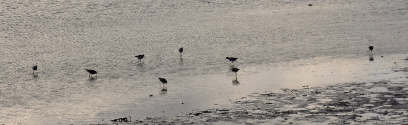 Greater Yellowlegs - Scott Hampton