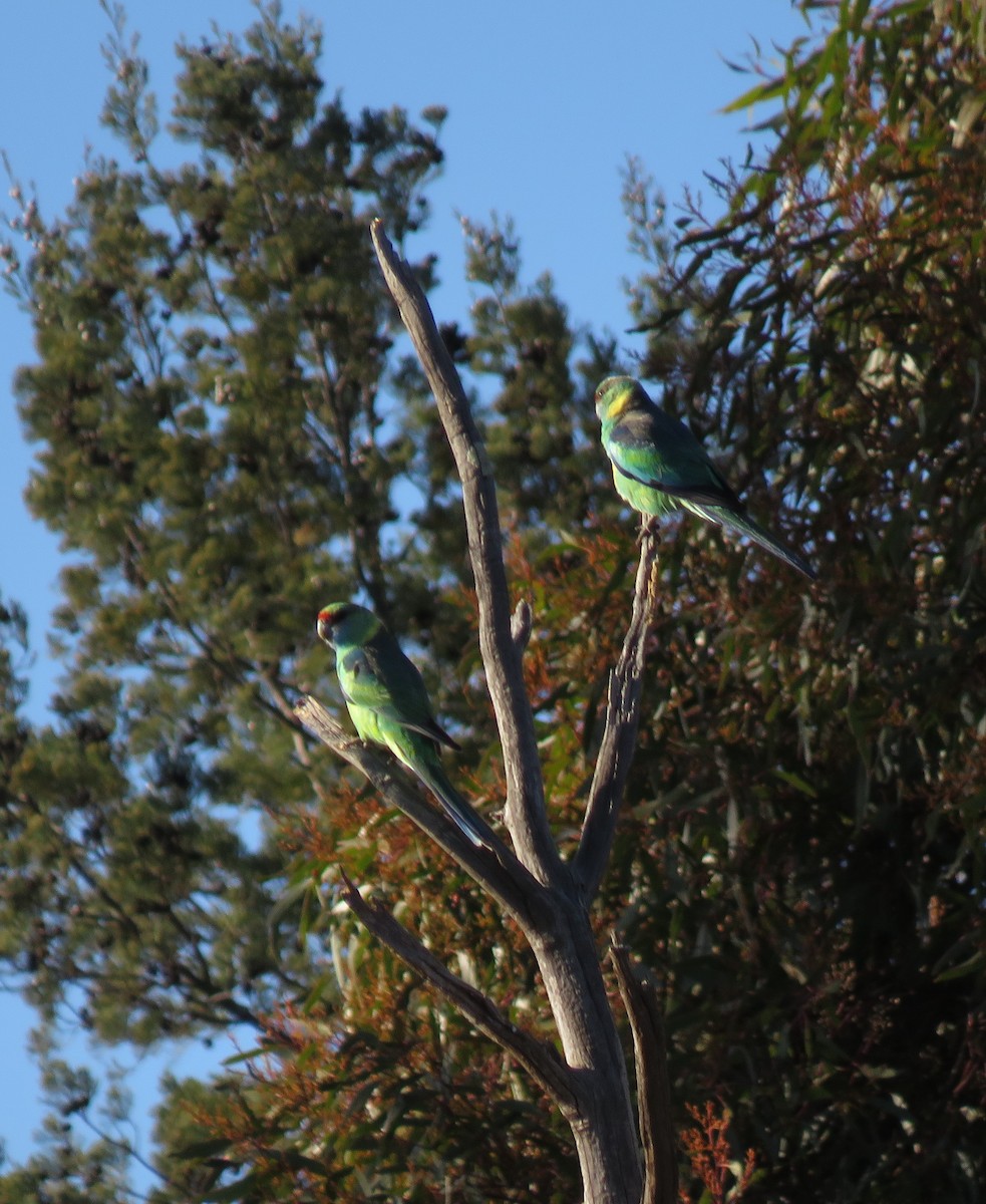 Australian Ringneck (Mallee) - ML117123541