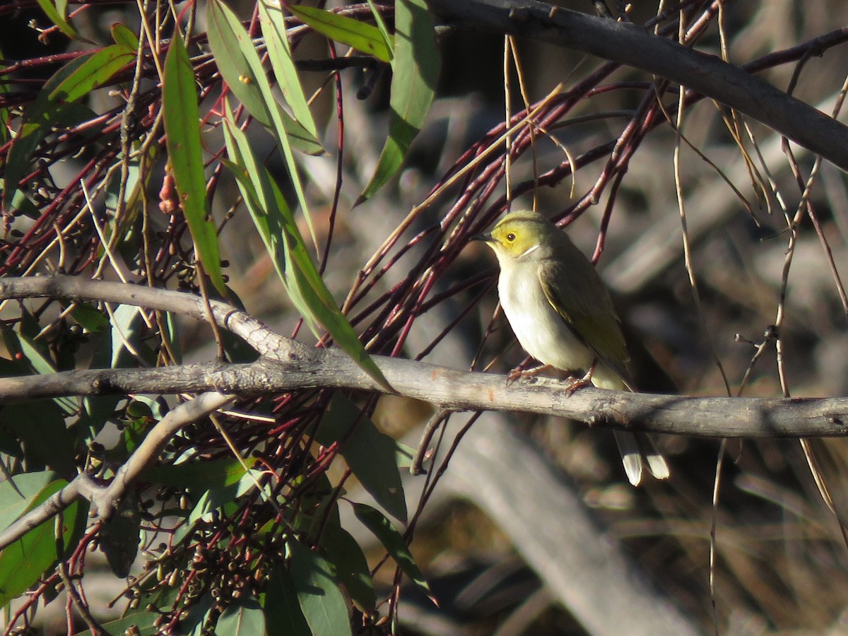 White-plumed Honeyeater - ML117123581