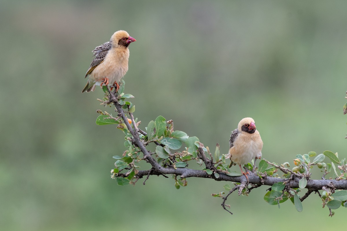 Red-billed Quelea - ML117123771