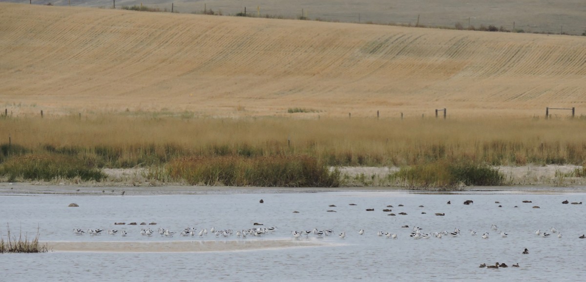 Avocette d'Amérique - ML117123831