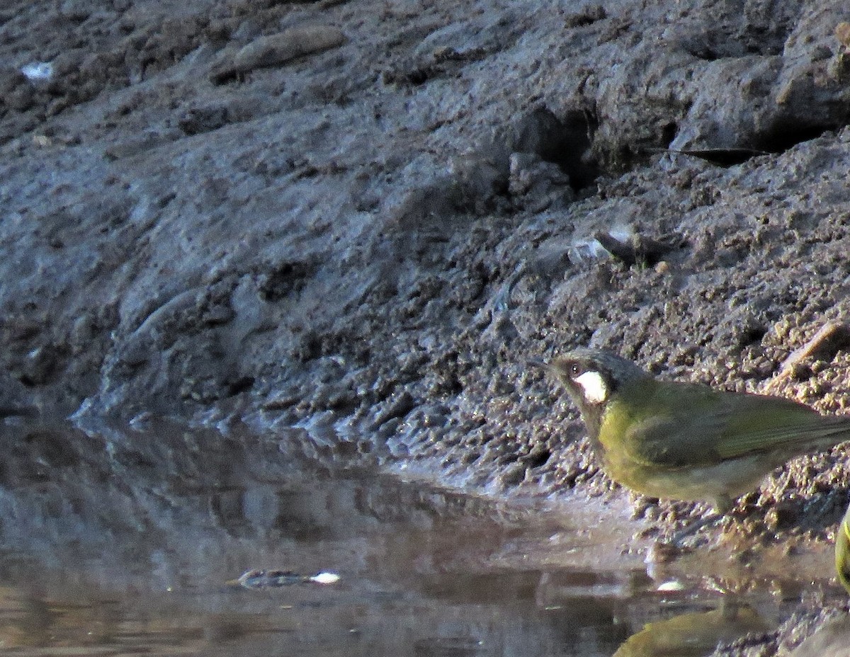White-eared Honeyeater - ML117123981