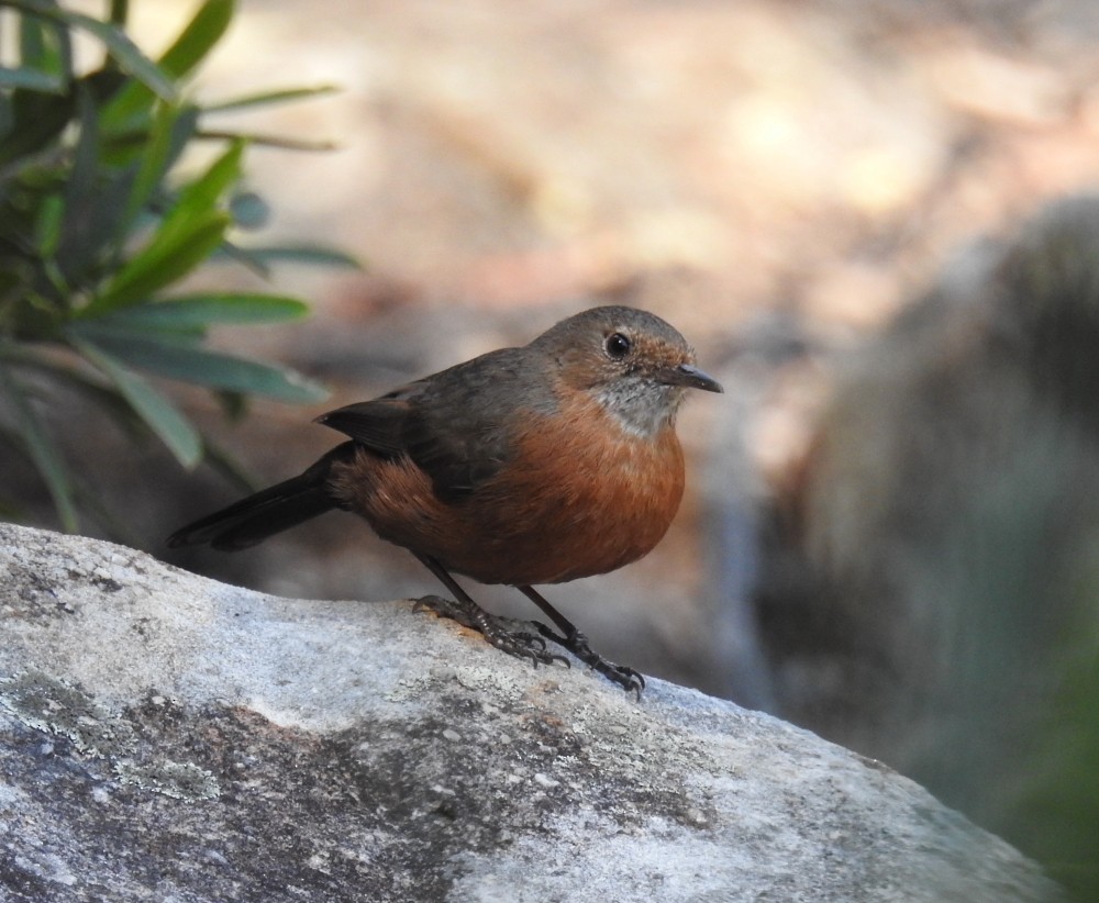 Rockwarbler - ML117124041