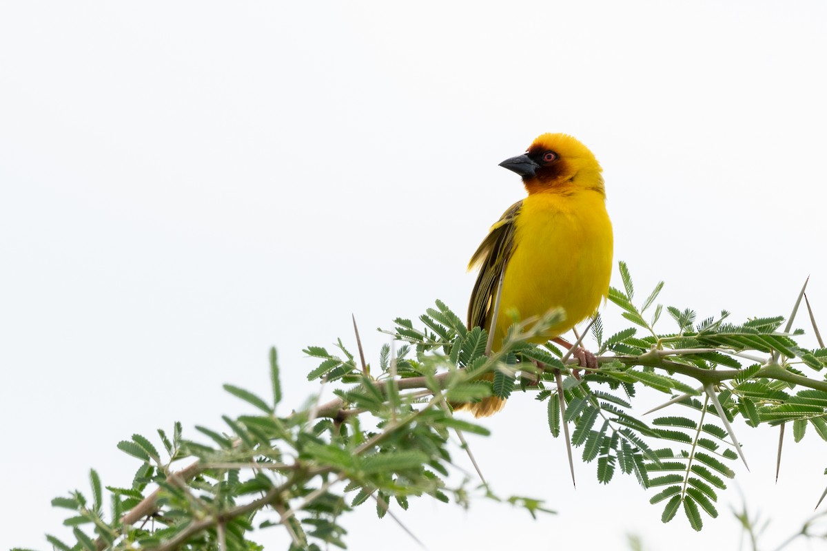 Rüppell's Weaver - ML117124181